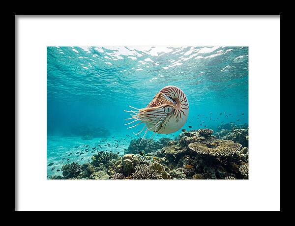 Chambered Nautilus Underwater