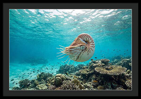 Chambered Nautilus Underwater