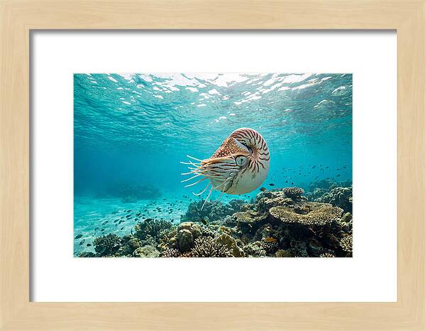 Chambered Nautilus Underwater