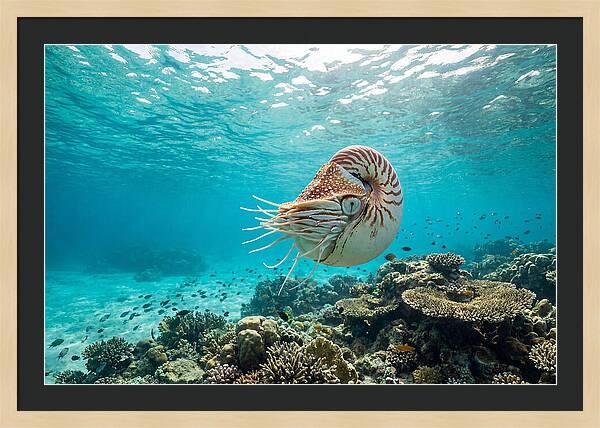 Chambered Nautilus Underwater