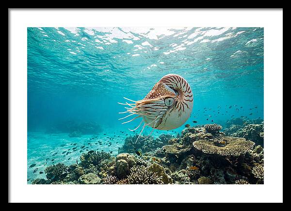 Chambered Nautilus Underwater