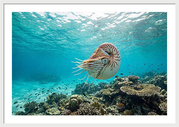 Chambered Nautilus Underwater