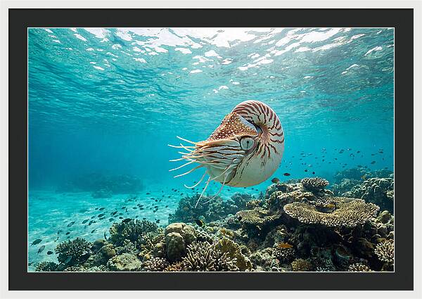 Chambered Nautilus Underwater