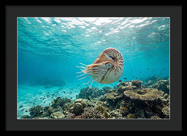 Chambered Nautilus Underwater