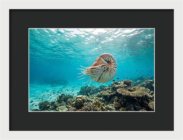 Chambered Nautilus Underwater