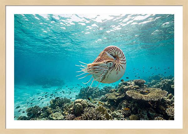 Chambered Nautilus Underwater