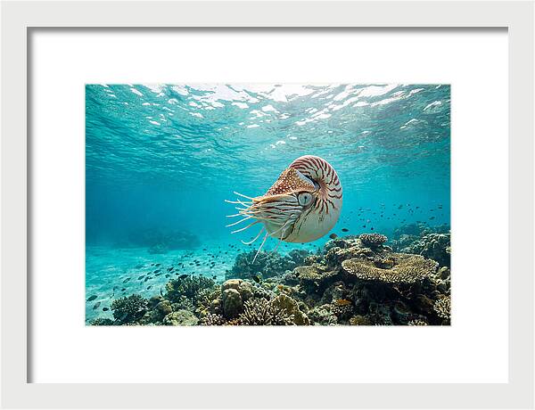 Chambered Nautilus Underwater