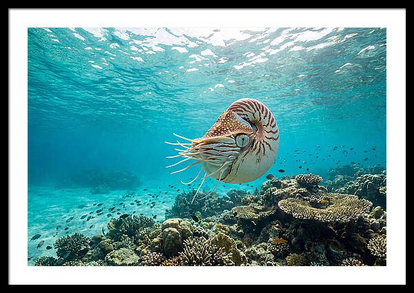 Chambered Nautilus Underwater