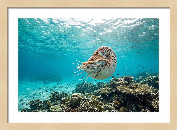 Chambered Nautilus Underwater