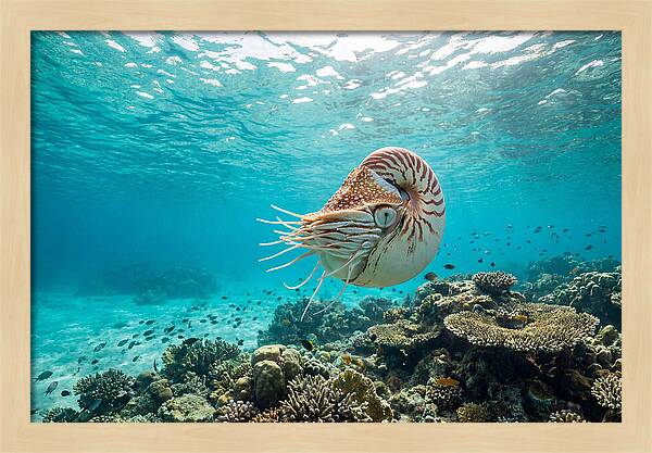 Chambered Nautilus Underwater