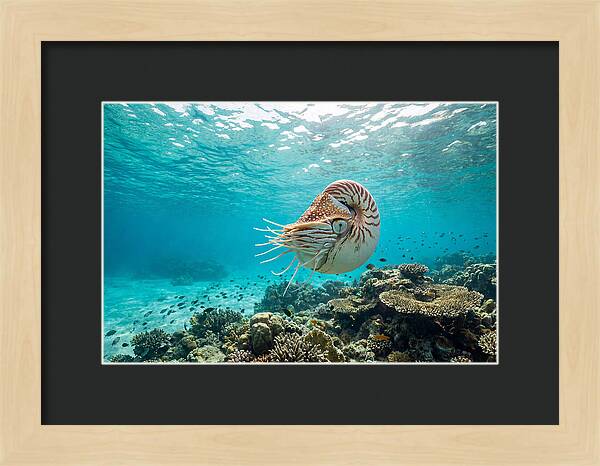Chambered Nautilus Underwater