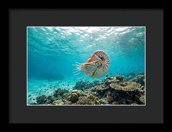 Chambered Nautilus Underwater