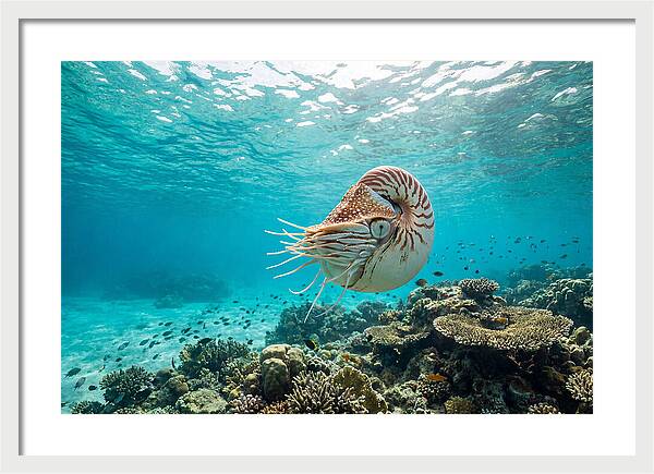 Chambered Nautilus Underwater