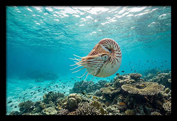 Chambered Nautilus Underwater