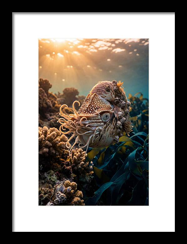 Chambered Nautilus Underwater Serenity