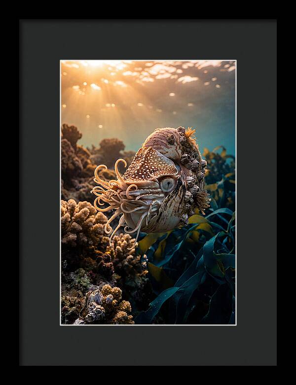 Chambered Nautilus Underwater Serenity