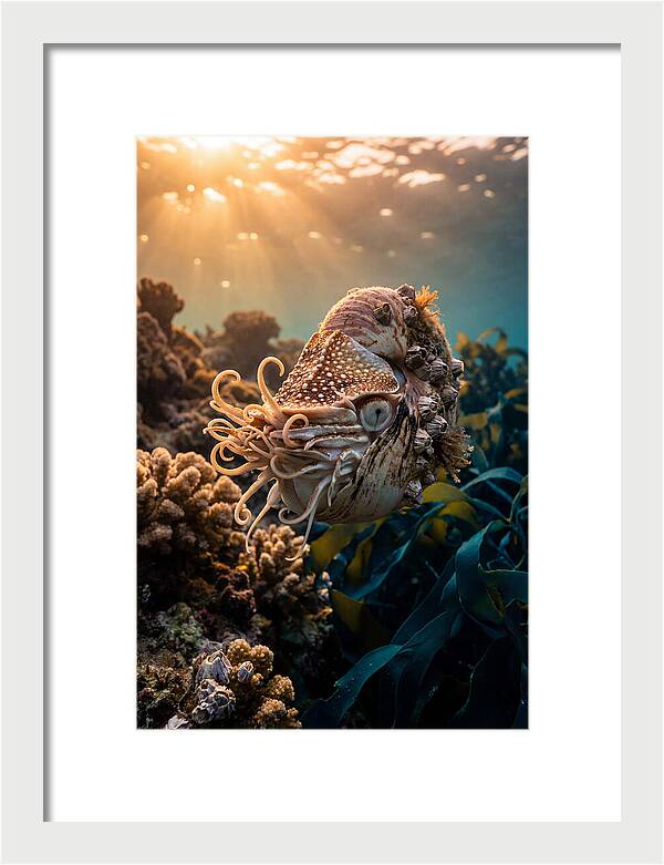 Chambered Nautilus Underwater Serenity