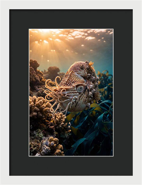 Chambered Nautilus Underwater Serenity