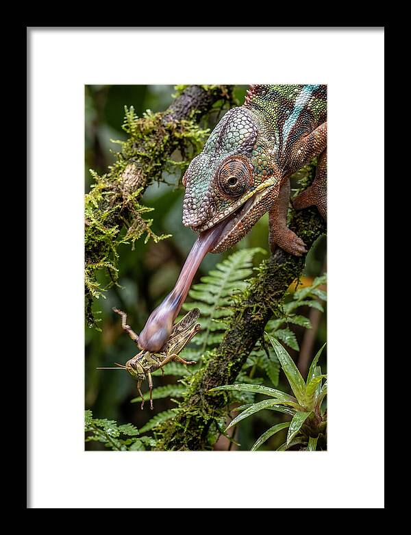 Chameleon Capturing Prey