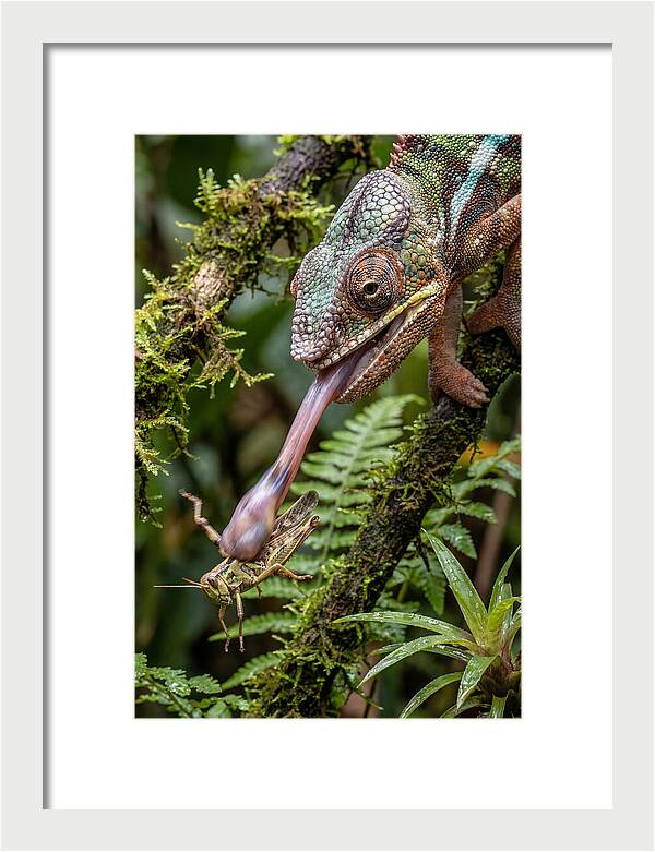 Chameleon Capturing Prey