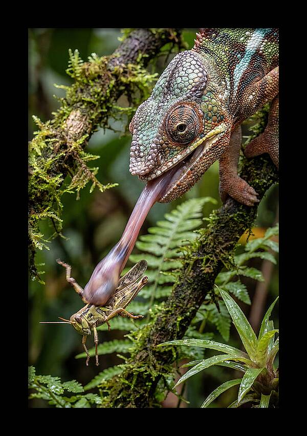 Chameleon Capturing Prey
