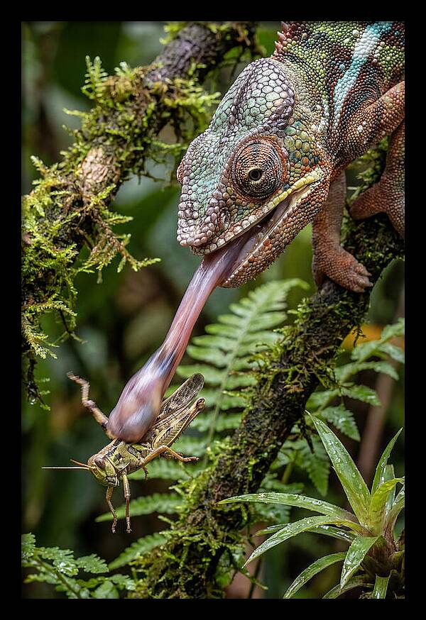 Chameleon Capturing Prey
