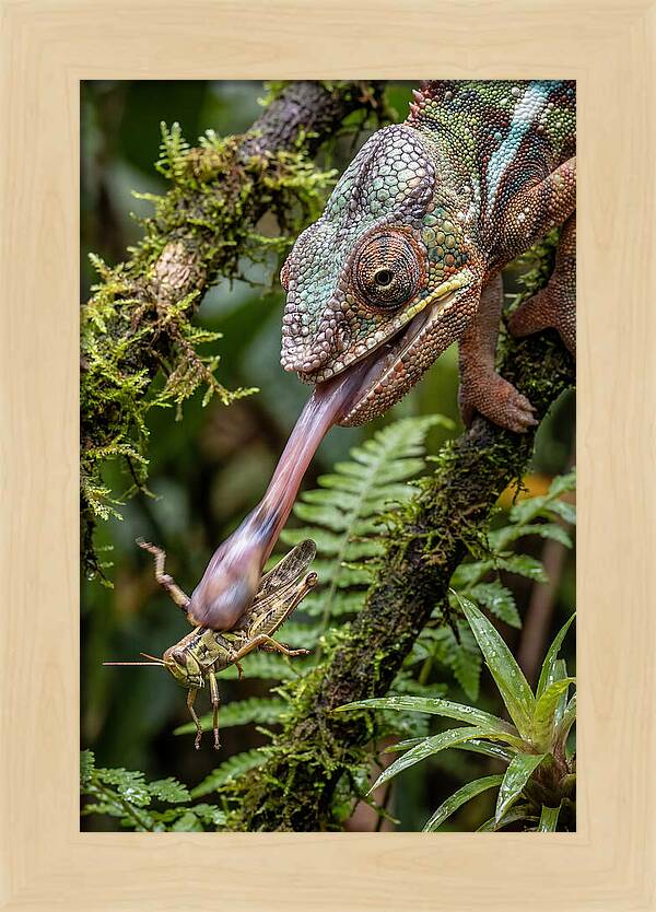 Chameleon Capturing Prey