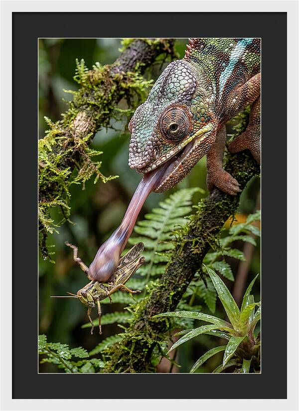 Chameleon Capturing Prey