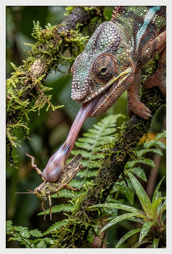 Chameleon Capturing Prey