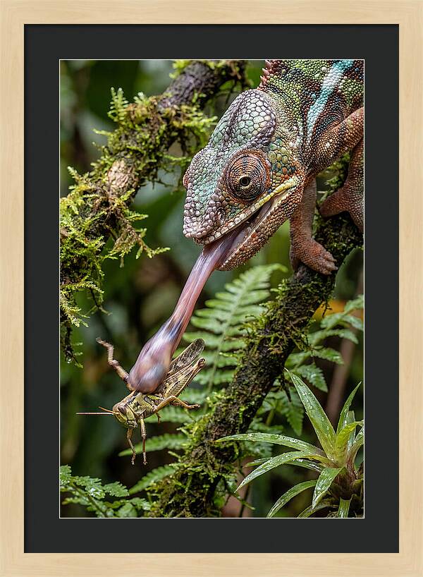 Chameleon Capturing Prey