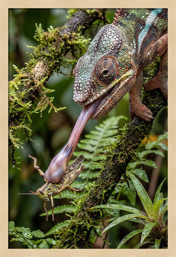 Chameleon Capturing Prey