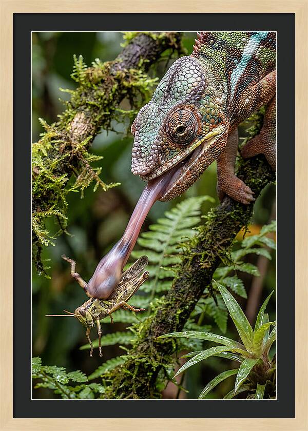 Chameleon Capturing Prey