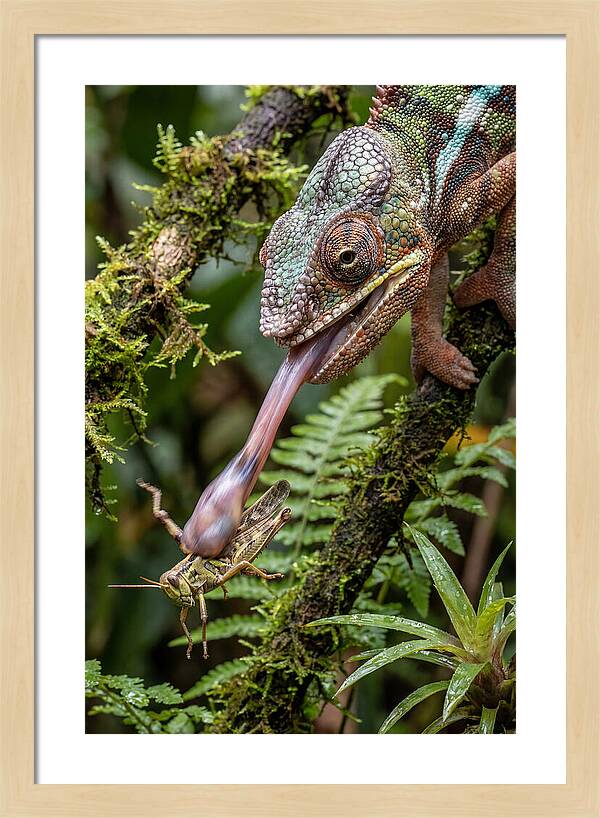 Chameleon Capturing Prey