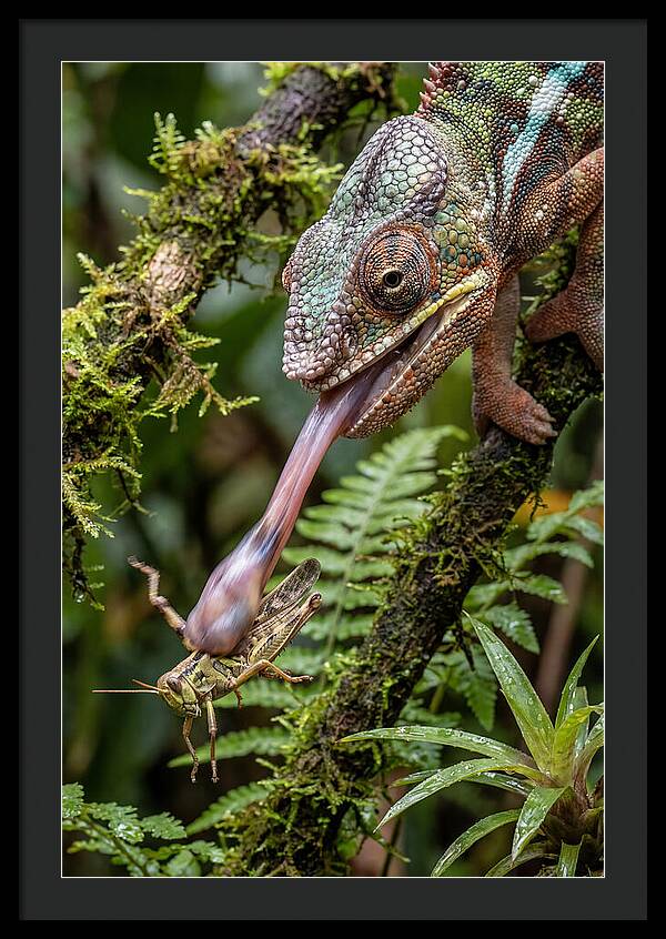 Chameleon Capturing Prey