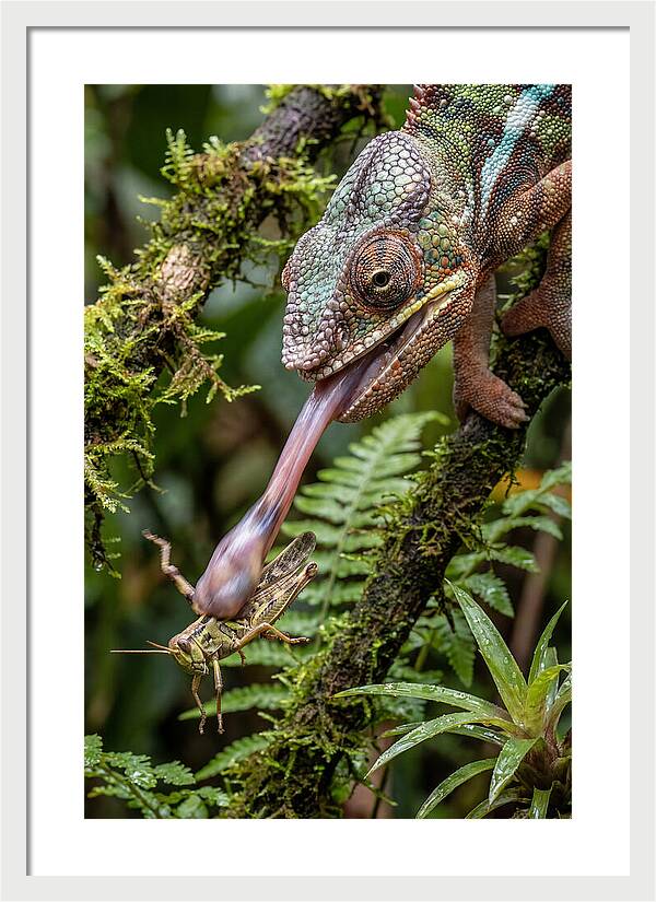 Chameleon Capturing Prey