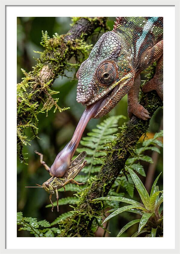 Chameleon Capturing Prey