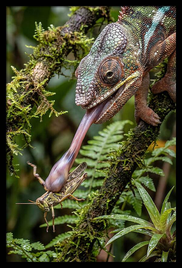 Chameleon Capturing Prey