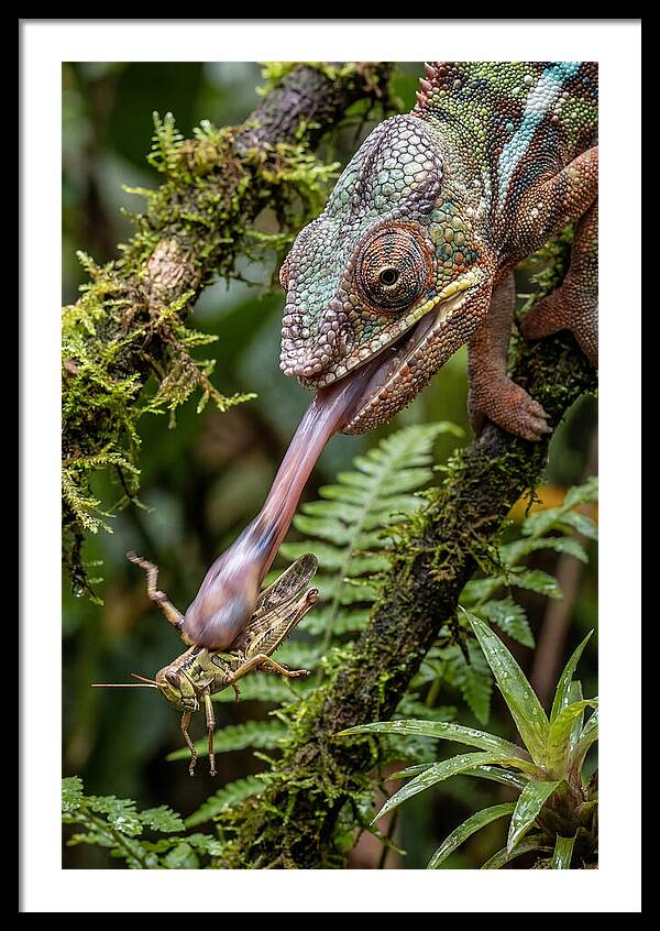 Chameleon Capturing Prey