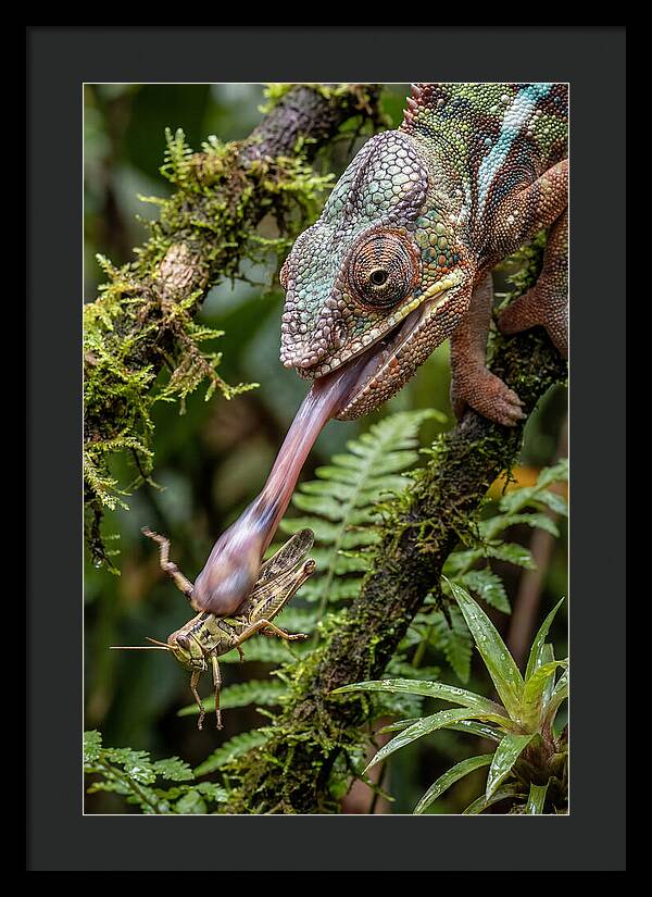 Chameleon Capturing Prey
