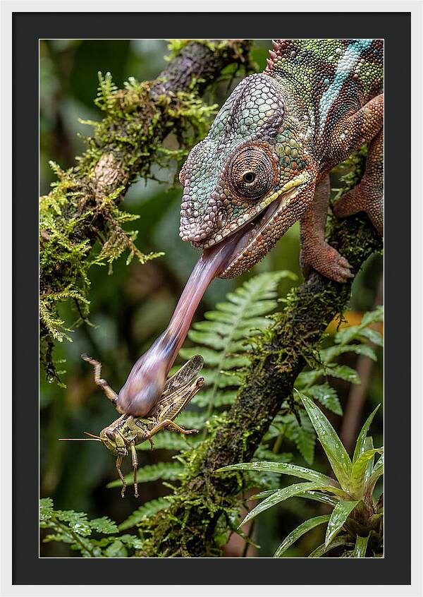 Chameleon Capturing Prey