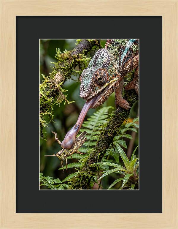 Chameleon Capturing Prey