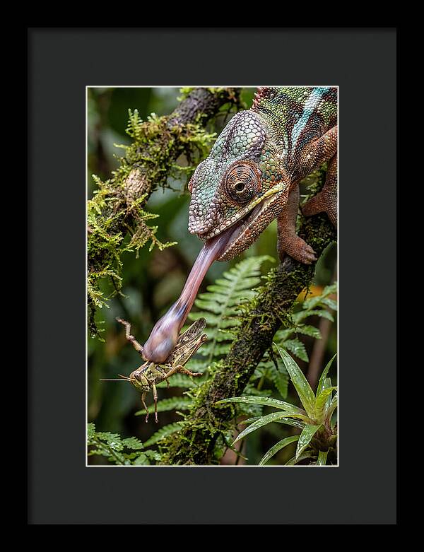Chameleon Capturing Prey