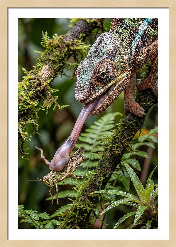 Chameleon Capturing Prey