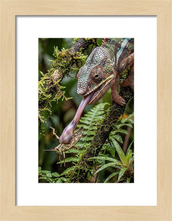 Chameleon Capturing Prey