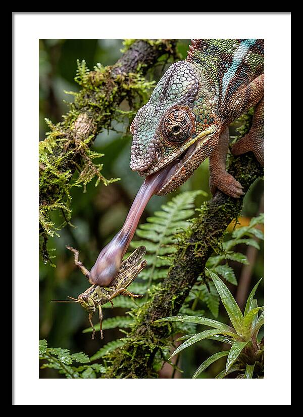 Chameleon Capturing Prey