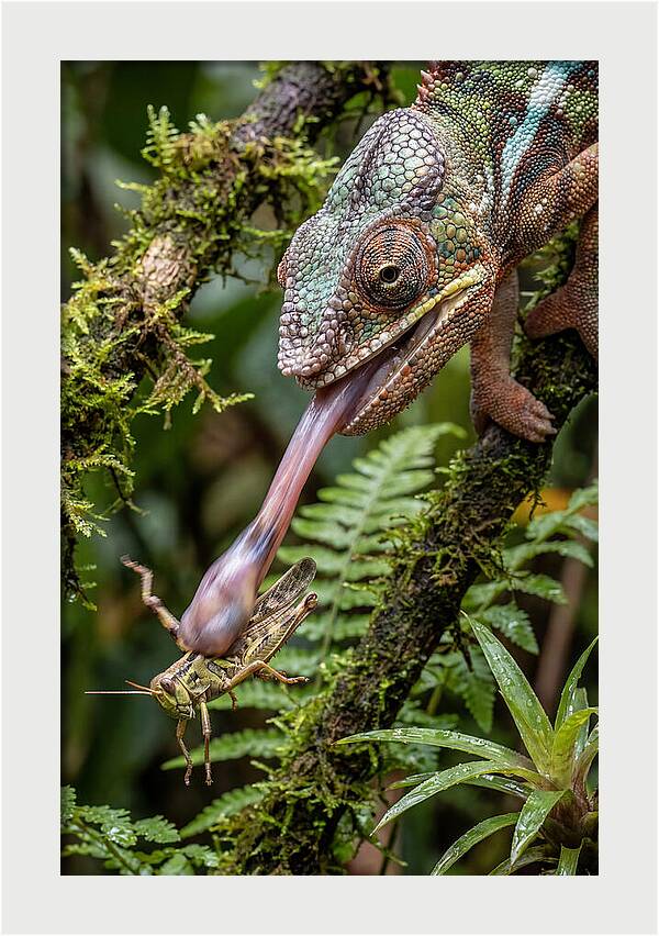 Chameleon Capturing Prey