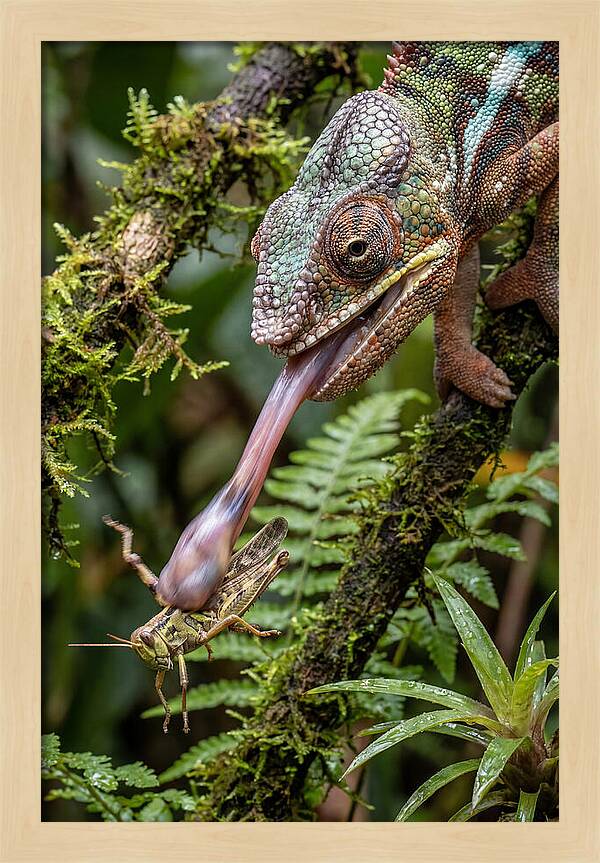 Chameleon Capturing Prey
