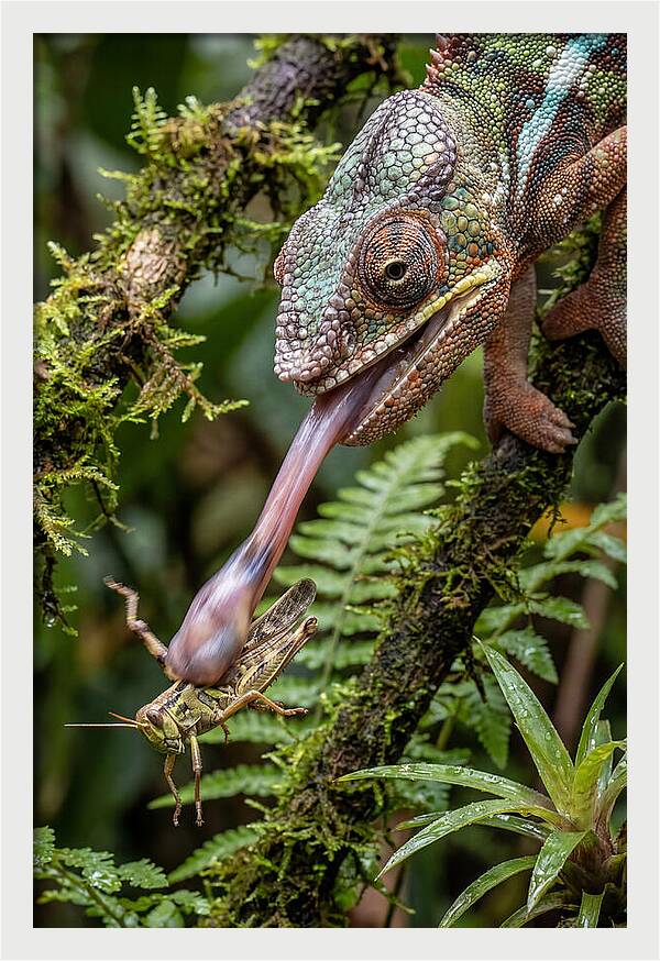 Chameleon Capturing Prey