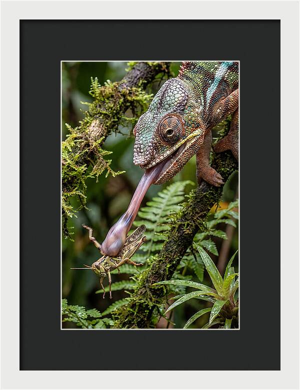 Chameleon Capturing Prey