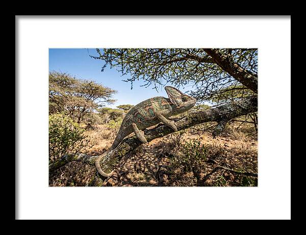 Chameleon In Natures Embrace